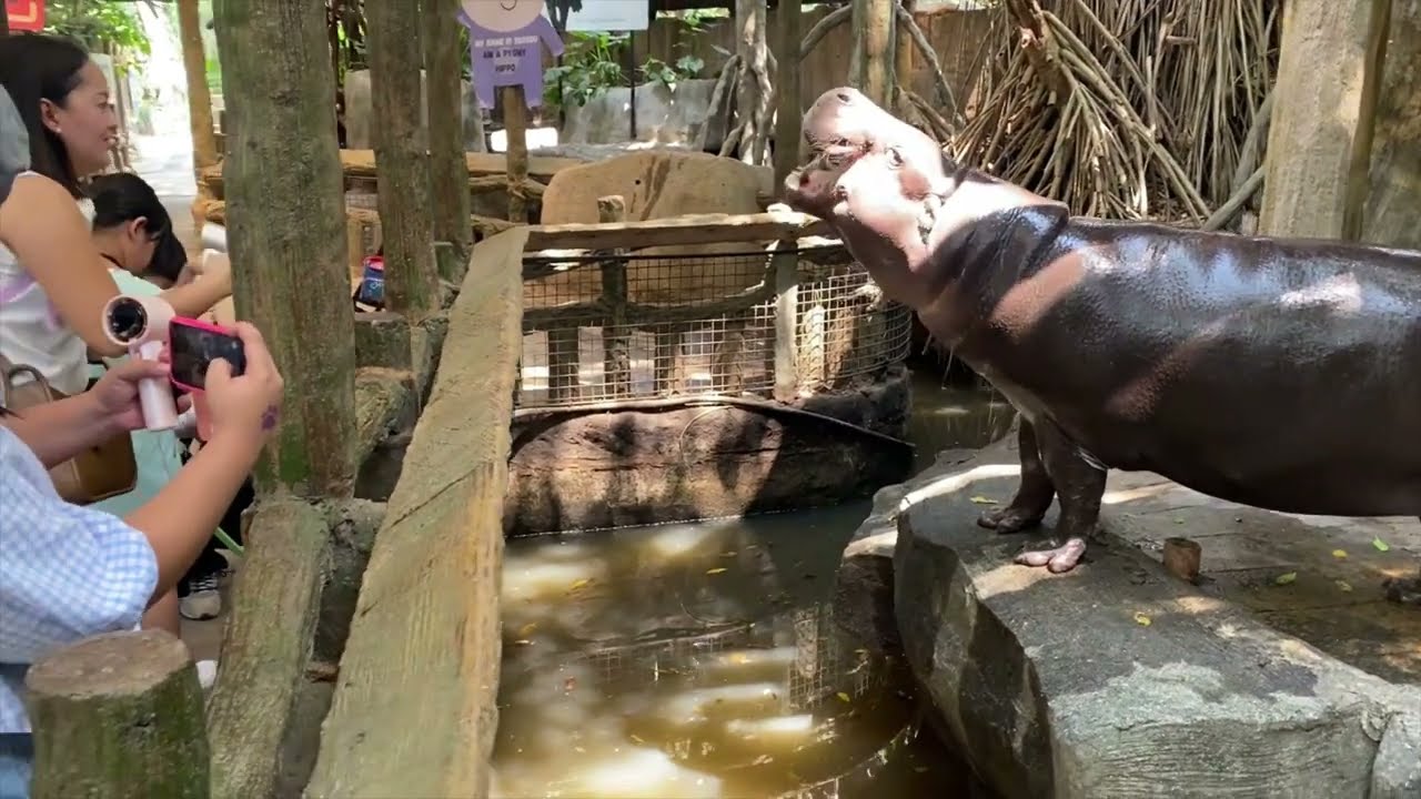 Avilon Zoo 2025