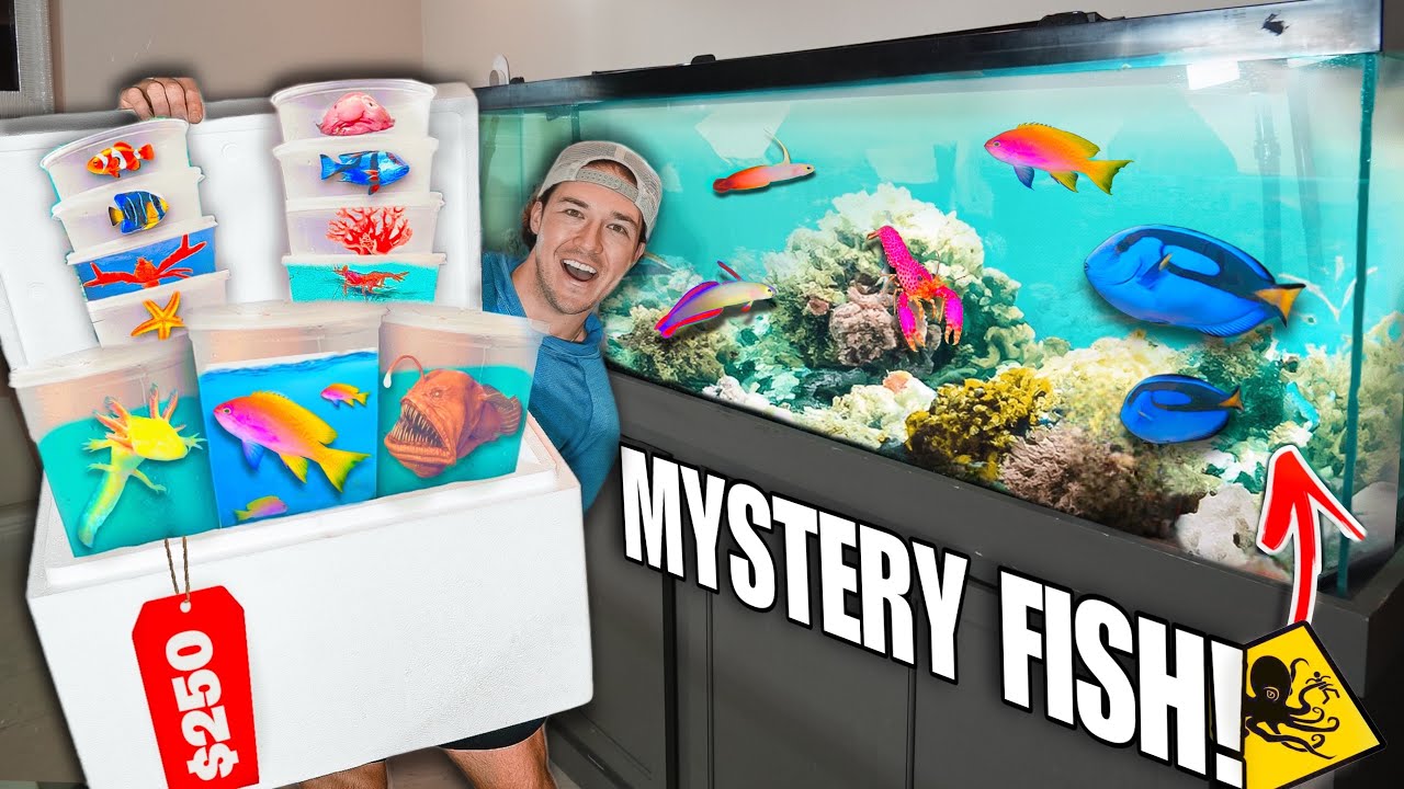 250 долларов за коробку для морских существ Mystery FISH Box для моего морского аквариума!! (шопп...