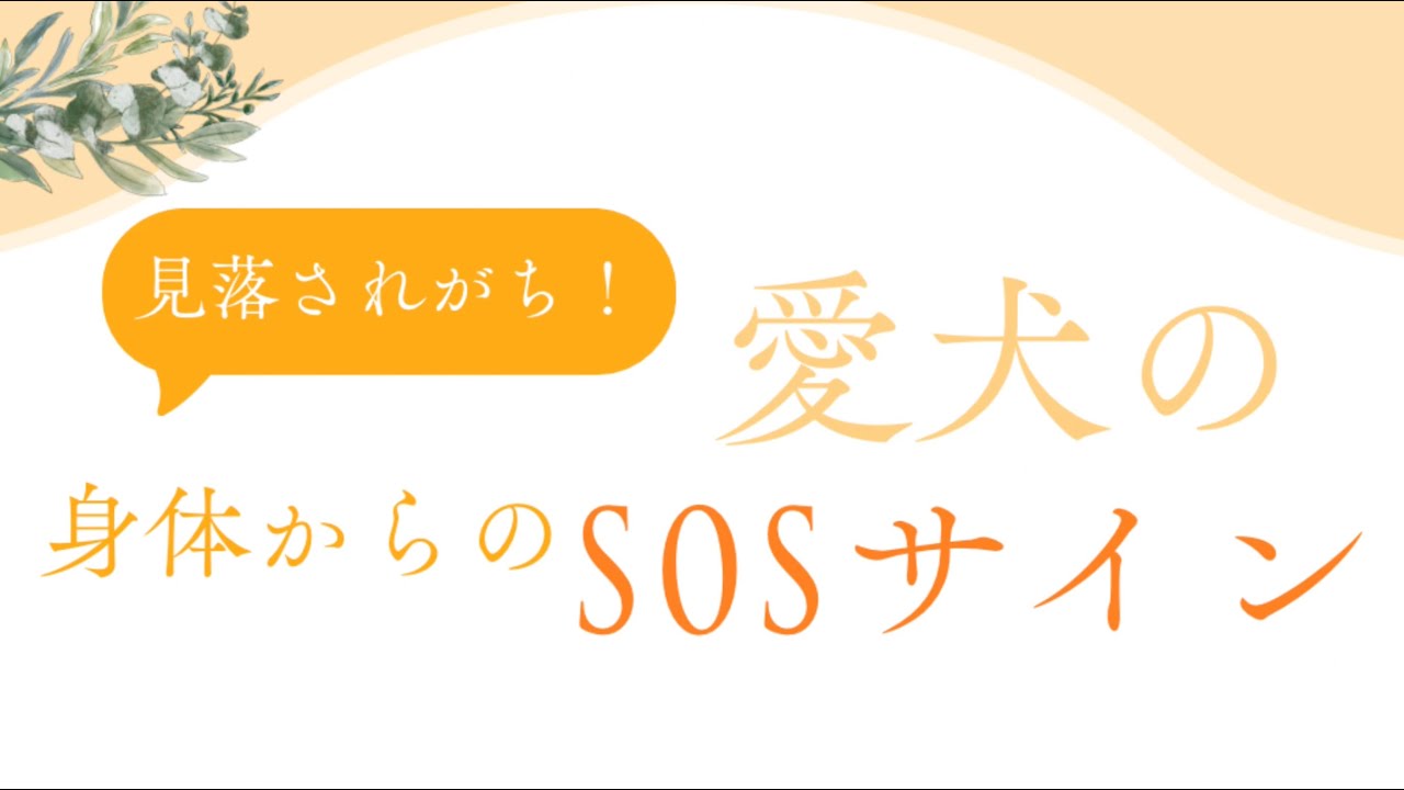 見落とされがち！愛犬の身体からのSOSサイン10選【前半】