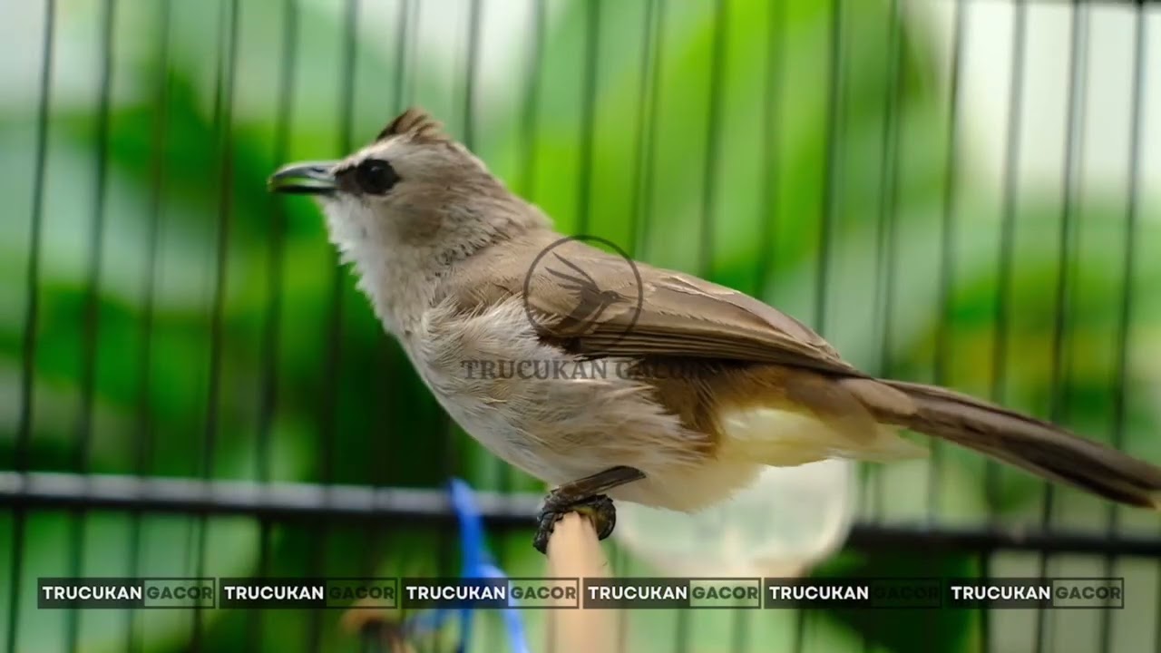 Masteran Trucukan Gacor ROPEL PANJANG Ampuh Untuk Pancingan Trucuk Agar Cepat Menaikkan GACOR