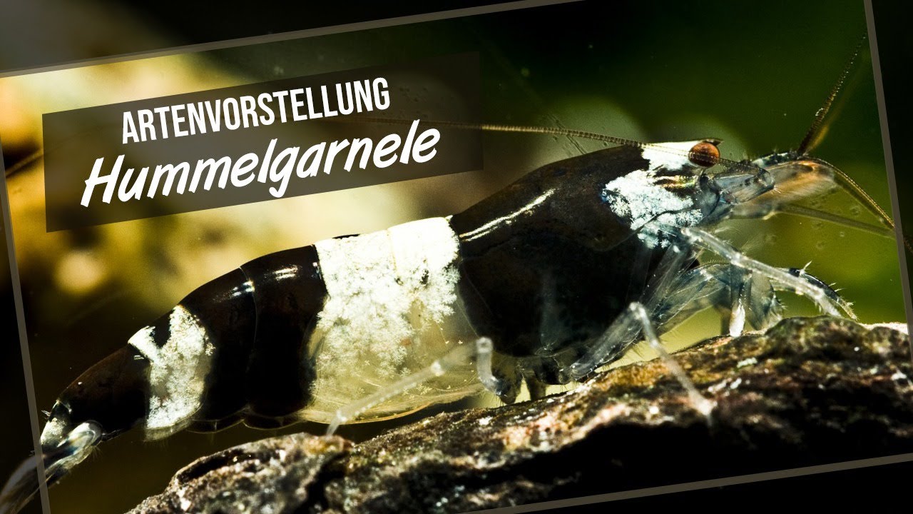 Die Hummelgarnele - Artenvorstellung