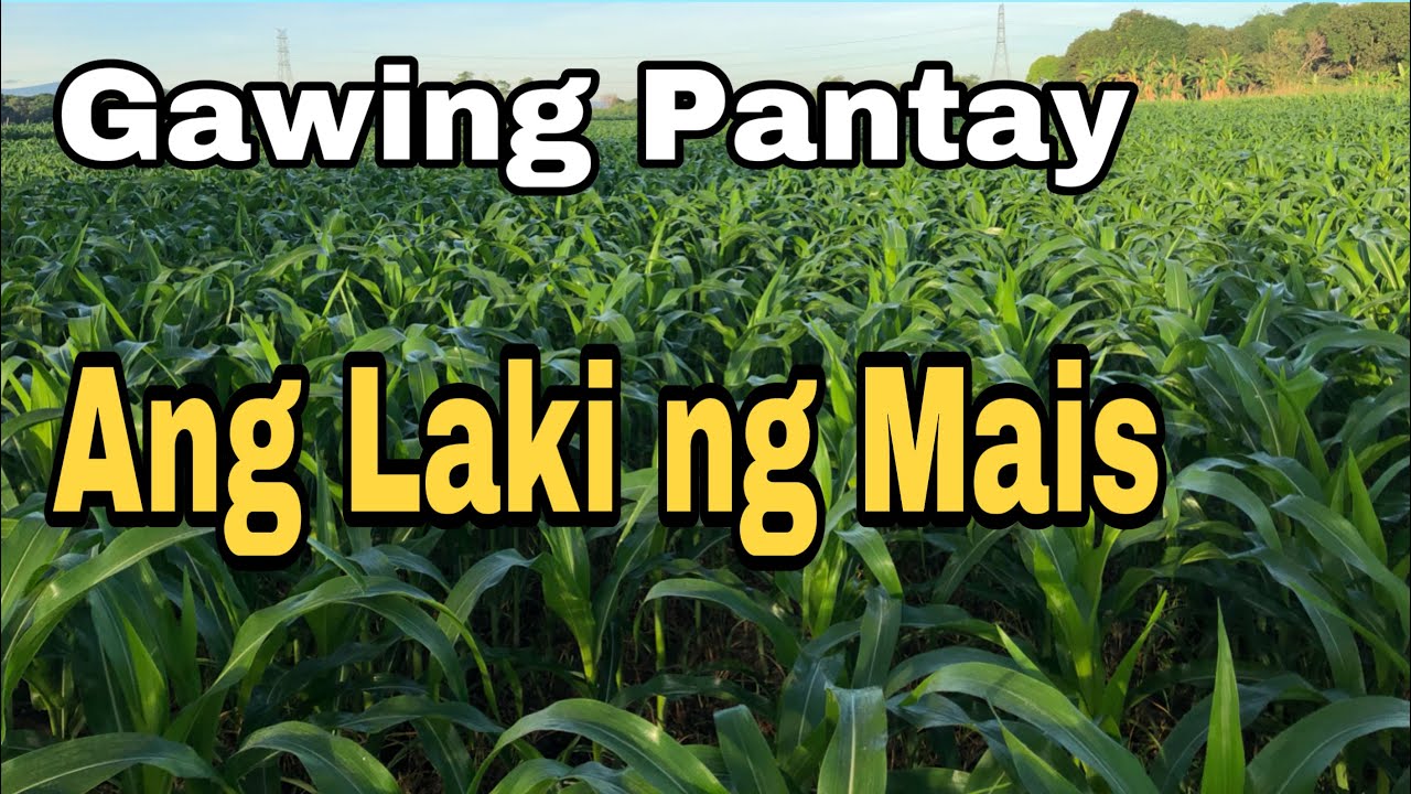 Gawing Pantay ang Laki ng Mais