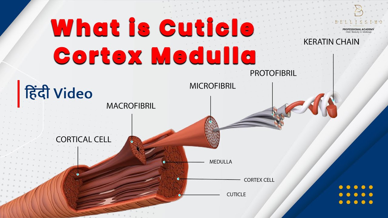 What is Cuticle Cortex Medulla | #hairscience  | hair anatomy  | Rahul macha | #keratin  chain |