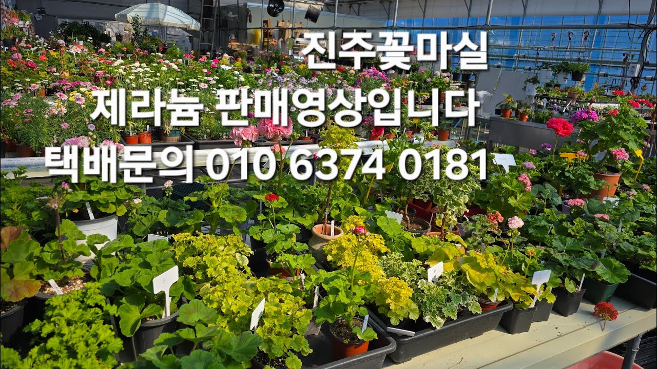 3월19일 제라늄 판매영상입니다 