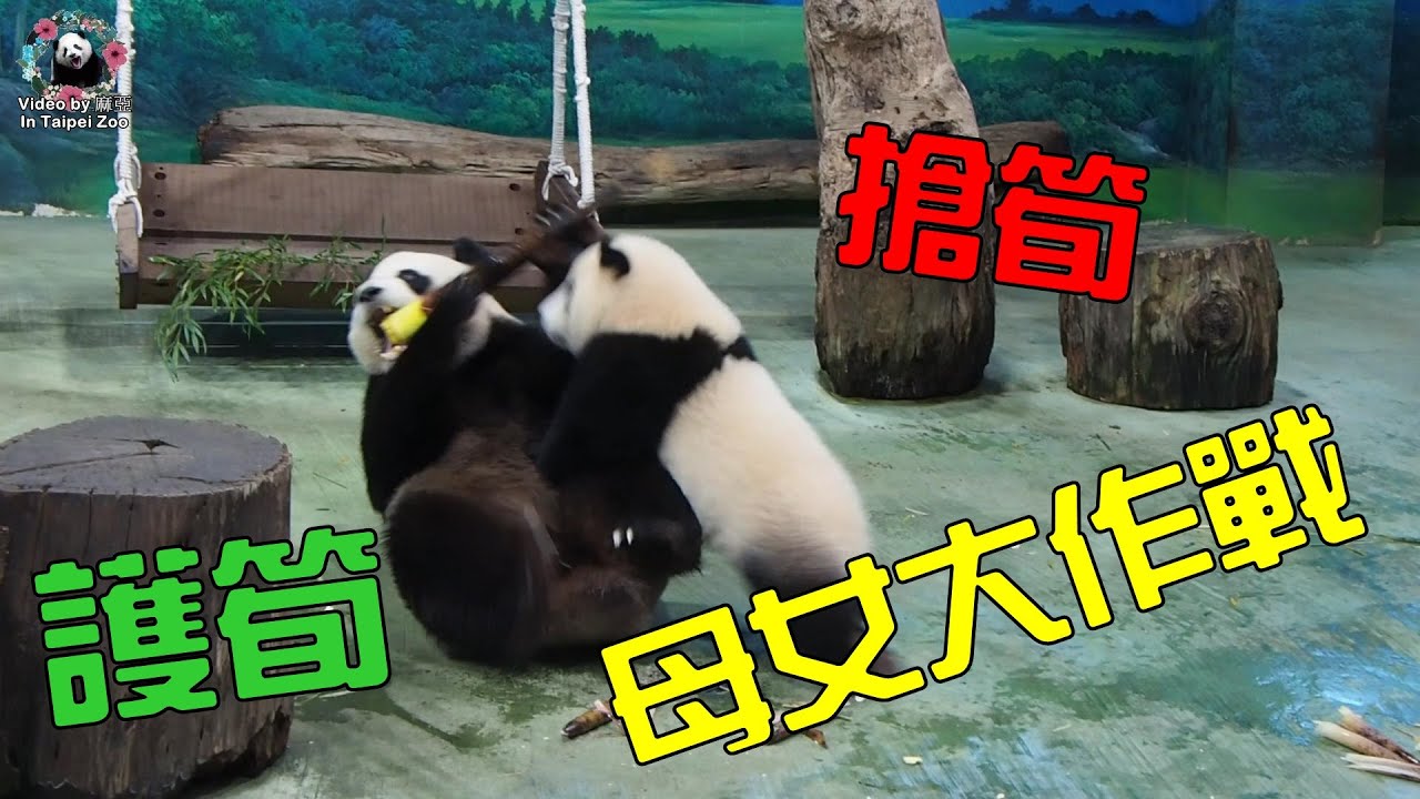 20210502 圓寶FOODPANDA兩次送餐被媽攔截，氣噗噗頭擊媽媽又滾木屑趴窗哈氣 The Giant Panda Yuan Bao