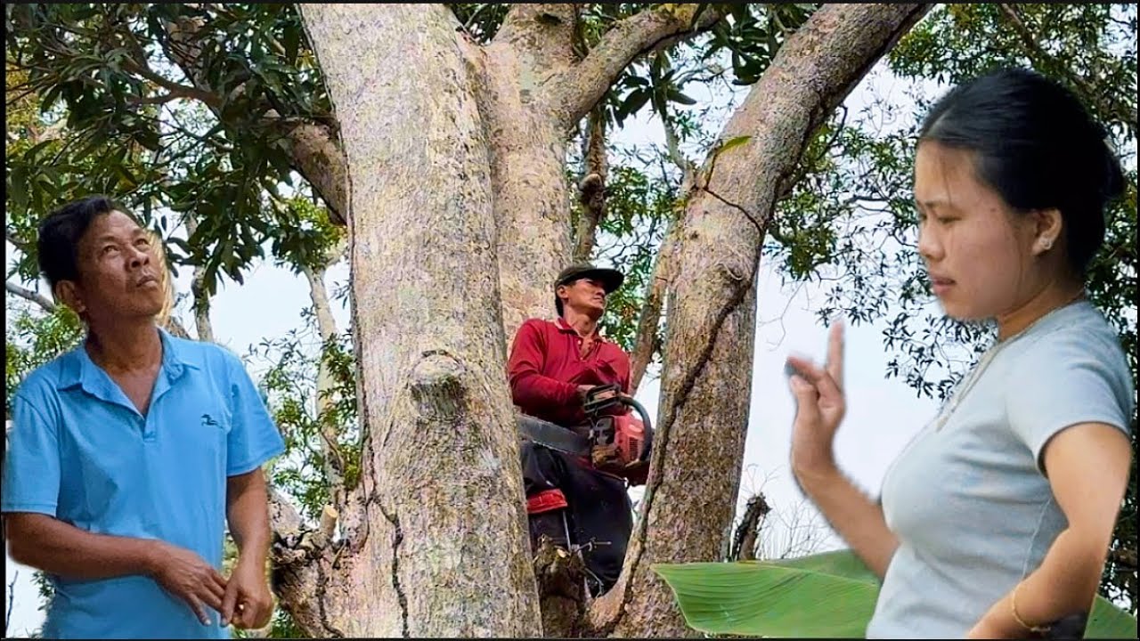 Cưa cây xoài bà hai gần nhà quành 300 siêu to ￼