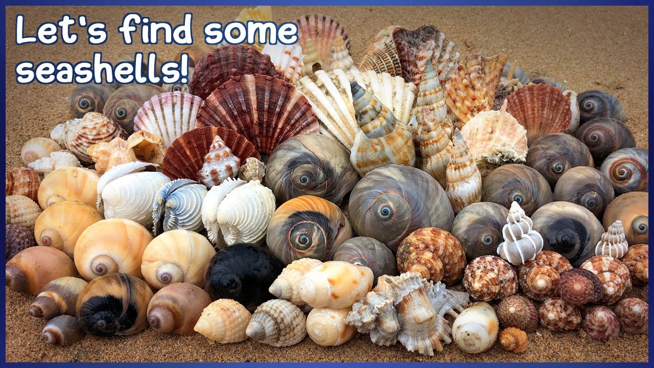 Finding Seashells at Hervey Bay | Moon Snail Varieties #shelling