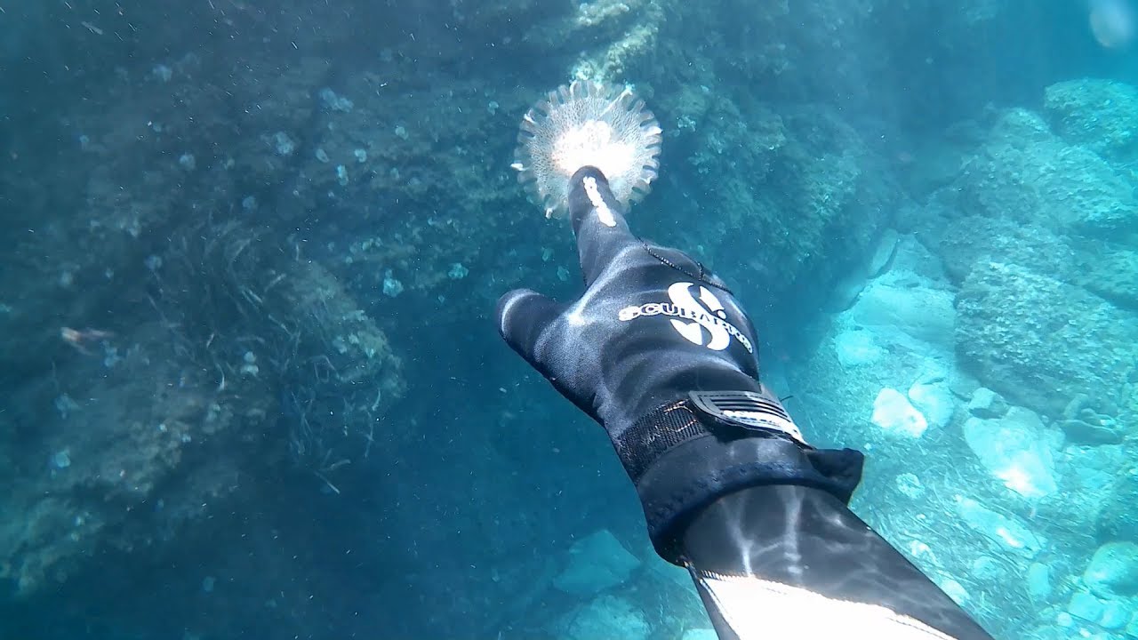 MerVeille -- Sortie 10 -- 14/08/2017 -- Calanque de la Cron
