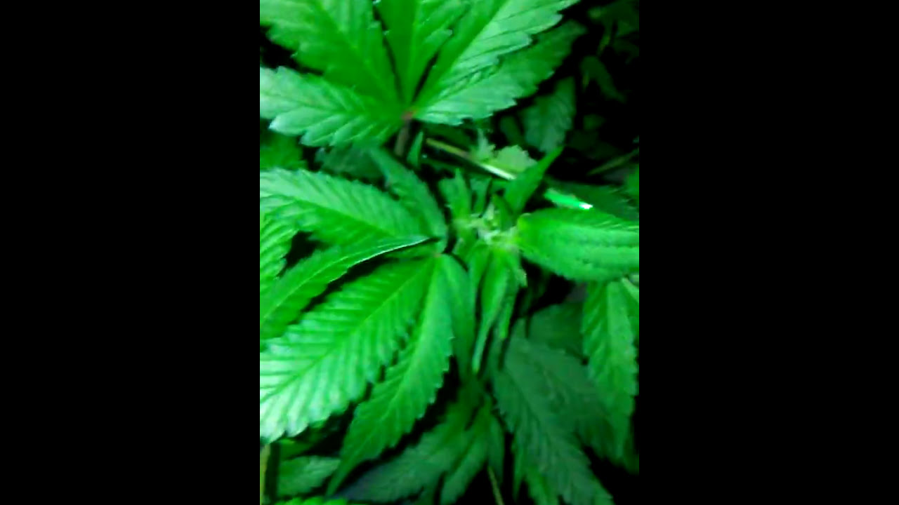 Update sour diesel in scrog under my 1000watt sun system