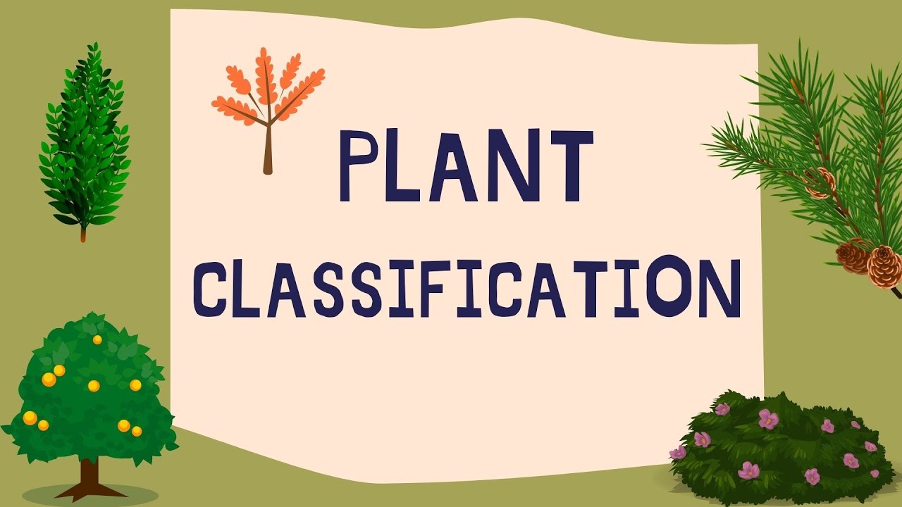 Plant classification