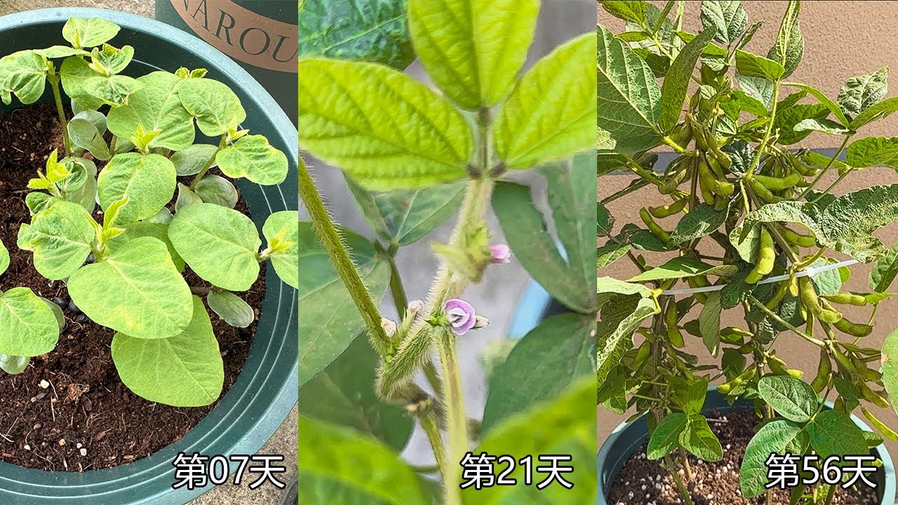 如何在花盆中种植黑豆