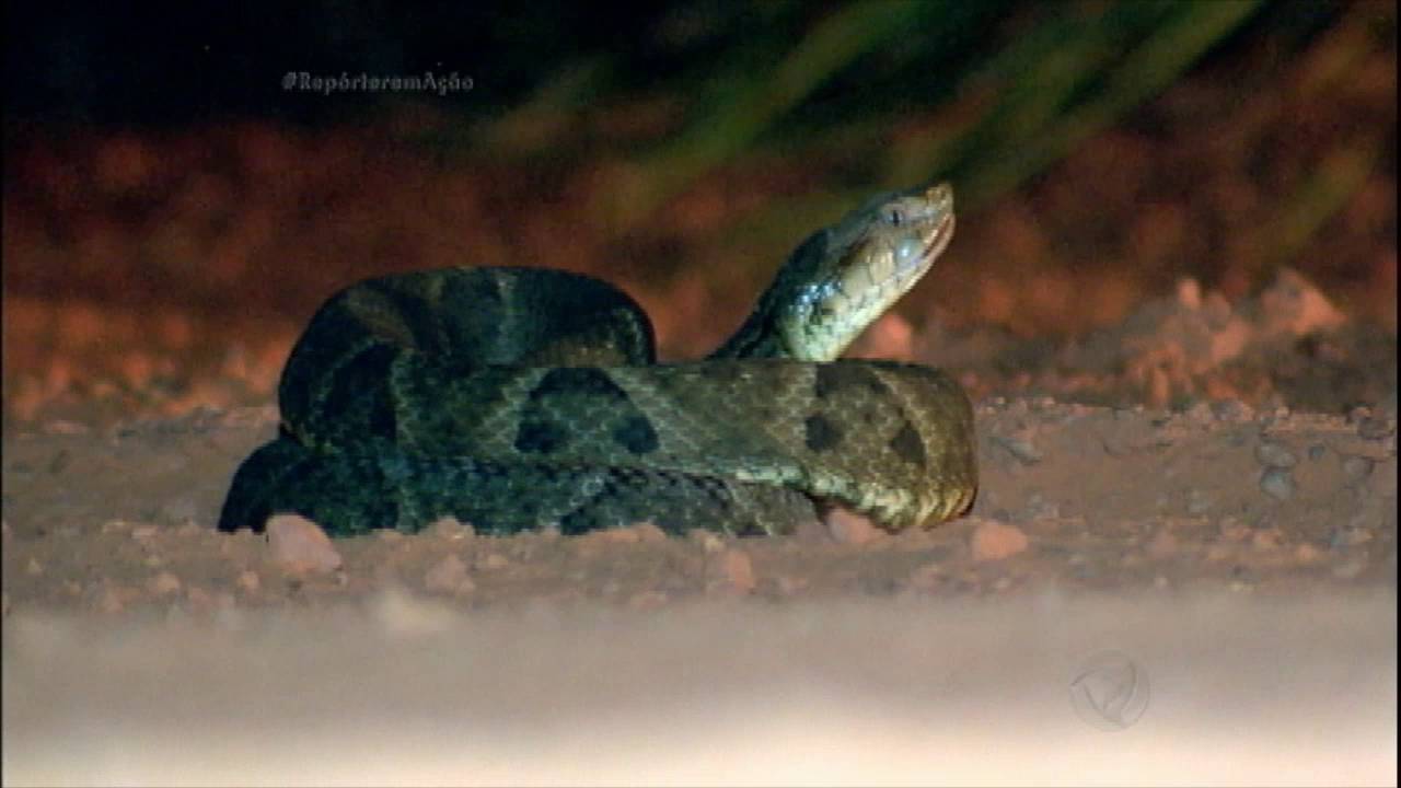 Repórter em Ação se aventura em busca da cobra mais temida do Jalapão (TO)