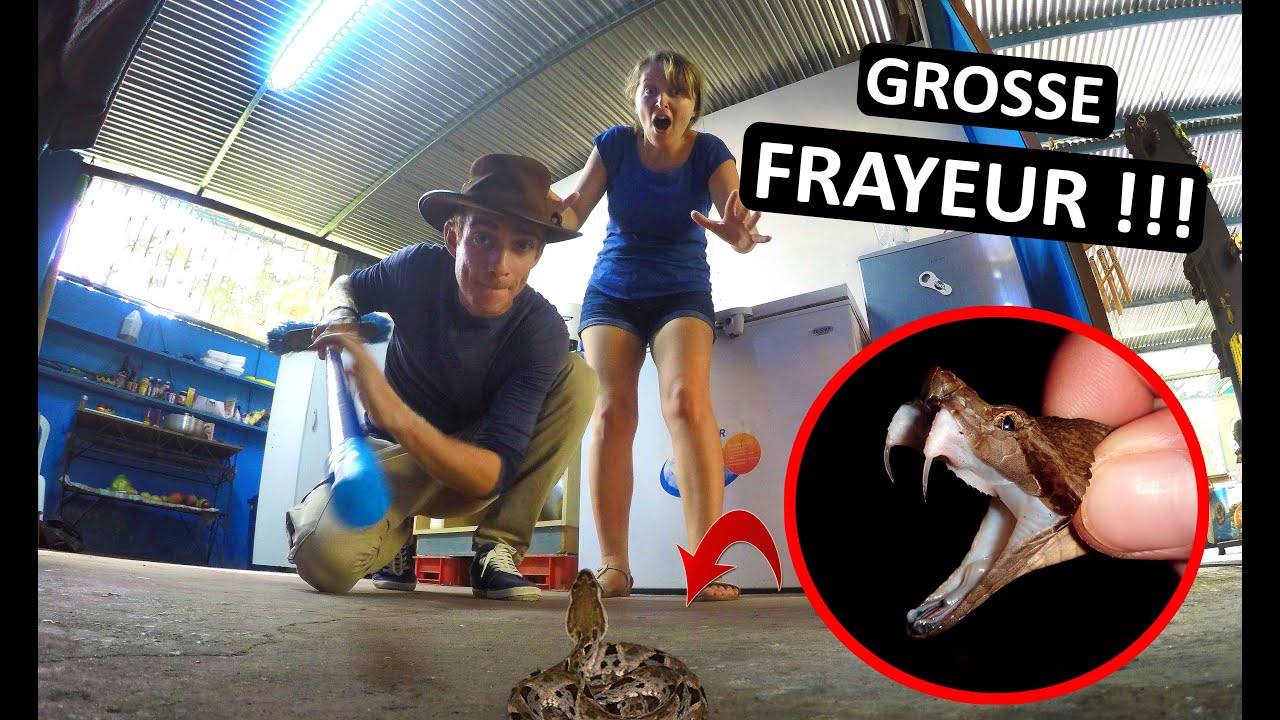 Un SERPENT VENIMEUX pénètre dans notre cuisine !!! Costa Rica