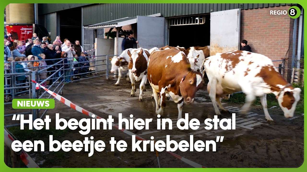 Koeien dansen weer in Hummelose wei: &lsquo;Zorgen voor heel veel biodiversiteit&rsquo;