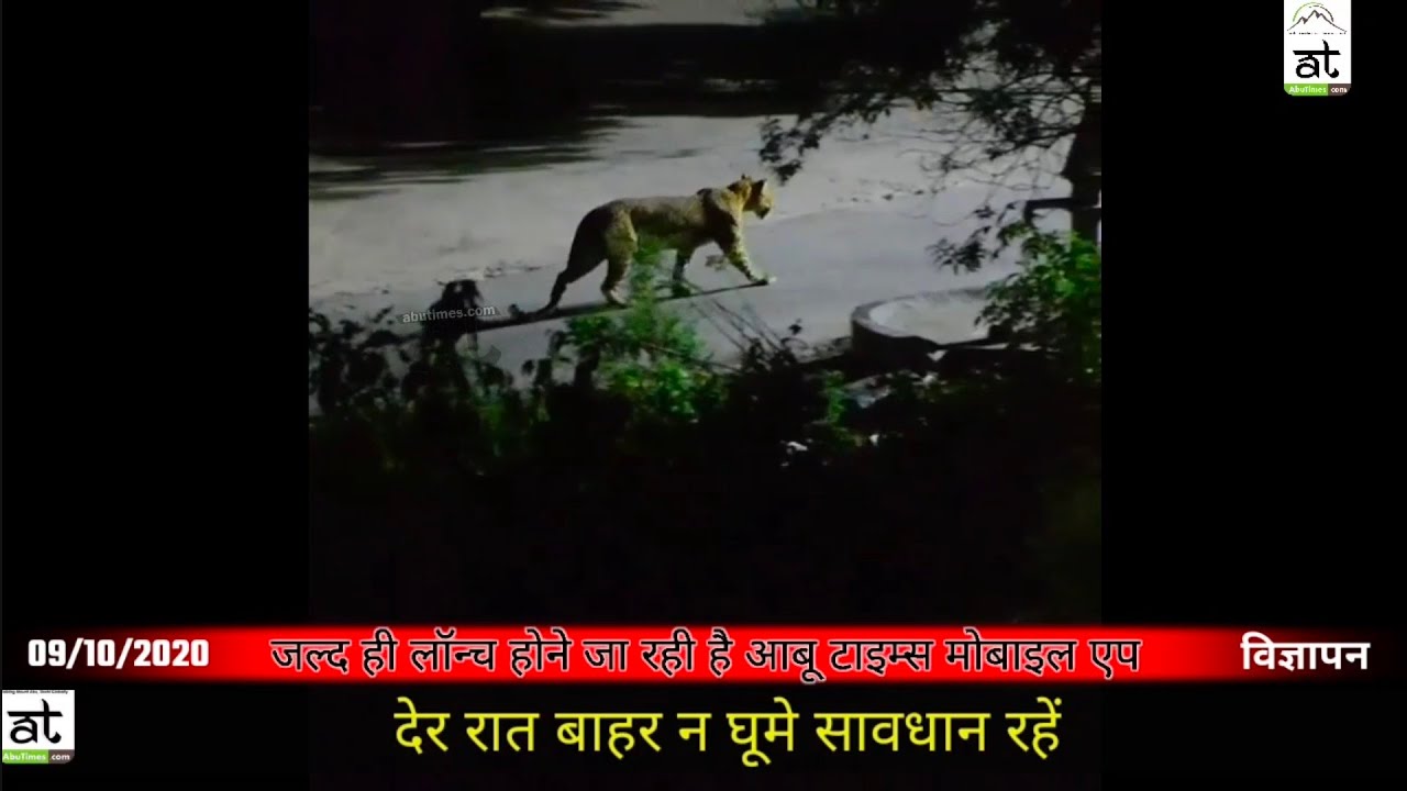 Leopard spotted in the residential area of Mount Abu | Mount Abu Wild Life.