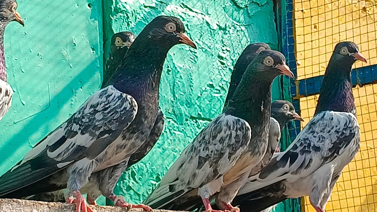 maro wale teddy kabooter available only call location Lahore price per pic 5000. 16 ha 03233571153