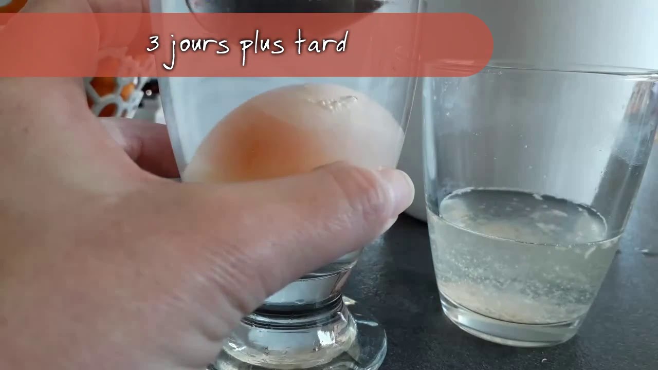 Réaction chimique: Oeuf dans le vinaigre.