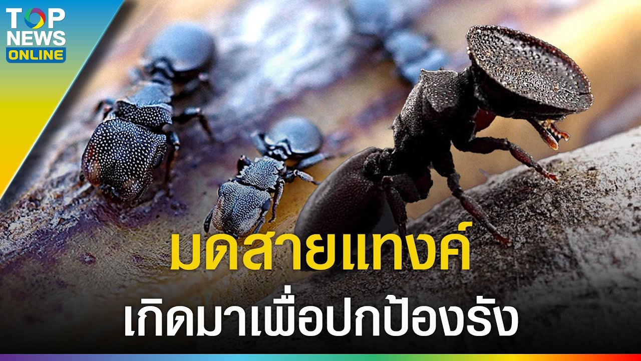 มดสายแทงค์ ที่เกิดมาเพื่อปกป้องรังโดยเฉพาะ มันคือ 
