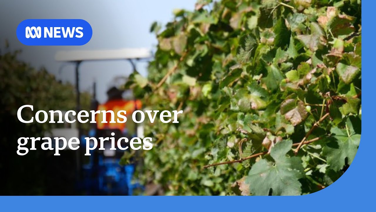 White wine grape oversupply 'another kick in the guts' for growers already in crisis | ABC NEWS