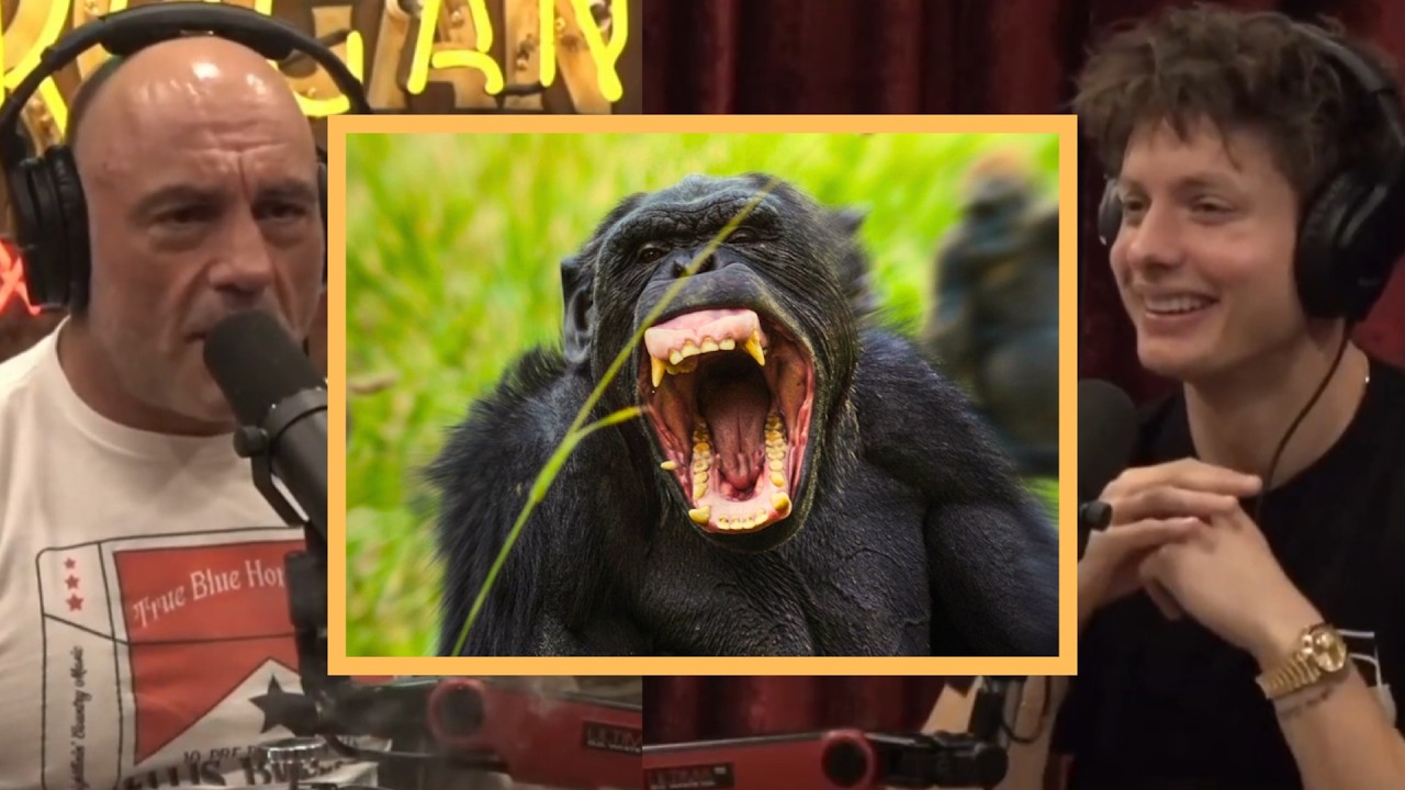 This Is Why Chimpanzee Are TERRIFYING!! | Joe Rogan