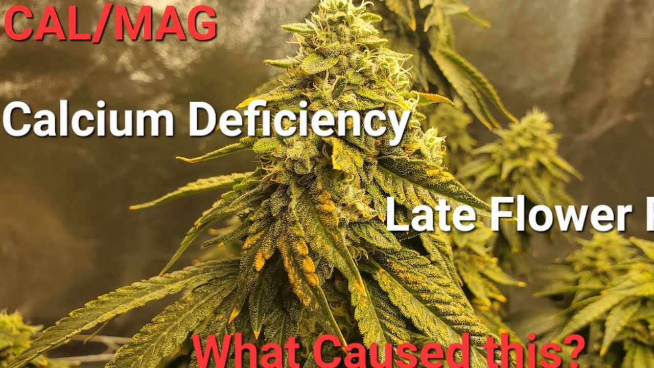 Calcium Deficiency in late flower, and common Cal mag issues...I forgot the calmag again🤦&zwj;♂️