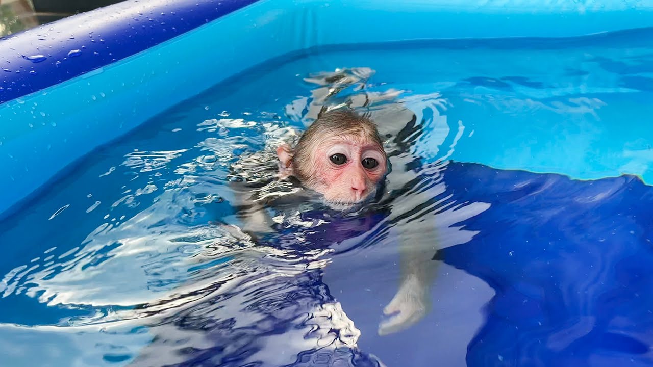 Monkey Cubis loves swimming!