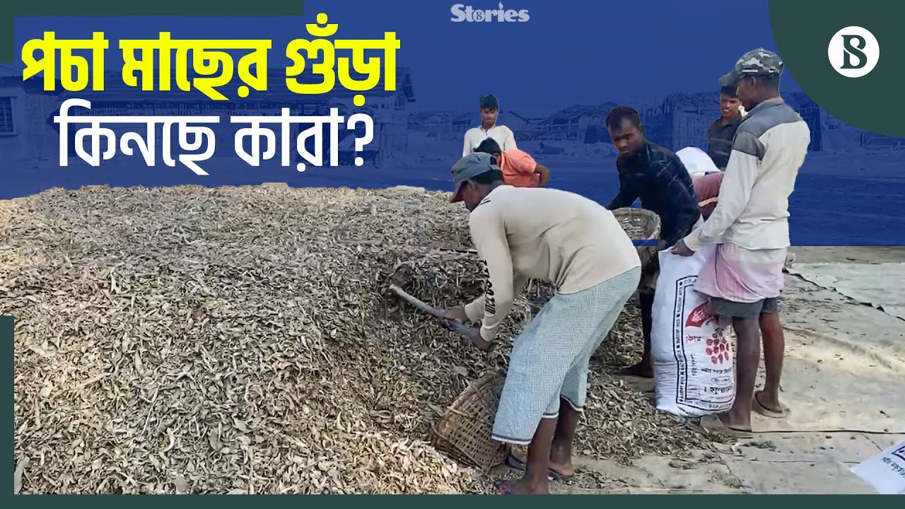কক্সবাজারে পচা মাছের শুঁটকিগুঁড়ার শত কোটি টাকার ব্যবসা | Fish Powder Business| The Business Standard