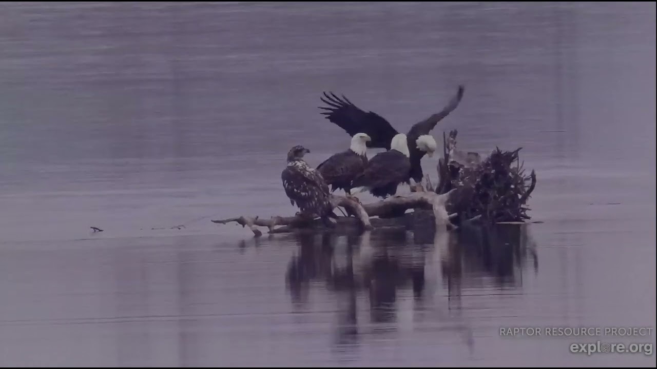 Mississippi River Flyway 3-5-26 Eagles of all ages