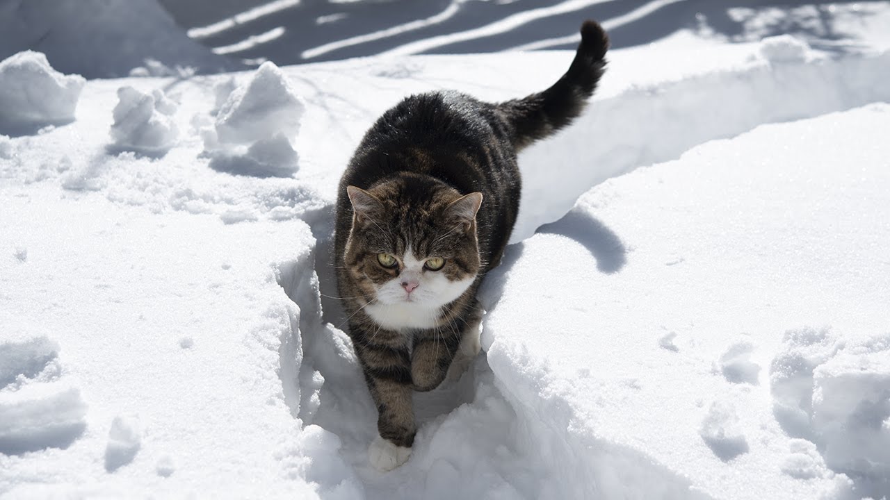 雪の小路を歩くねこ。-Maru walks on a snow path.-