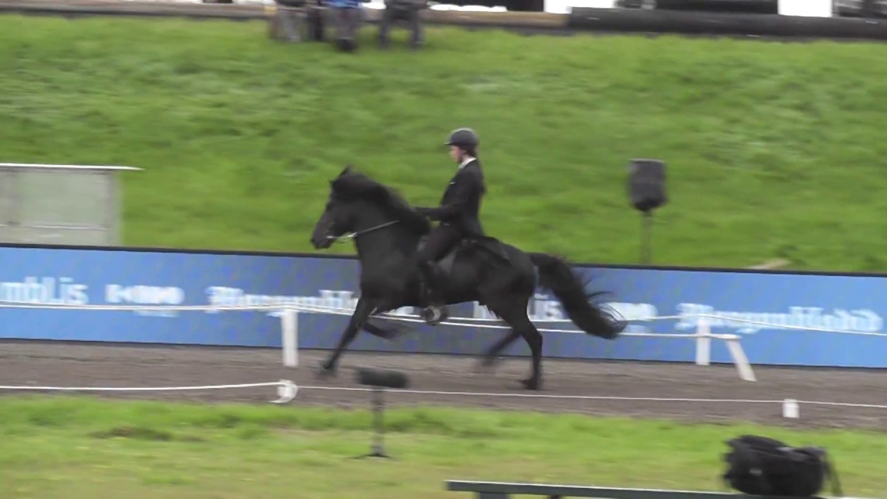 Kveikur frá Stangarlæk 1 Rider Aðalheiður Anna Guðjónsdóttir