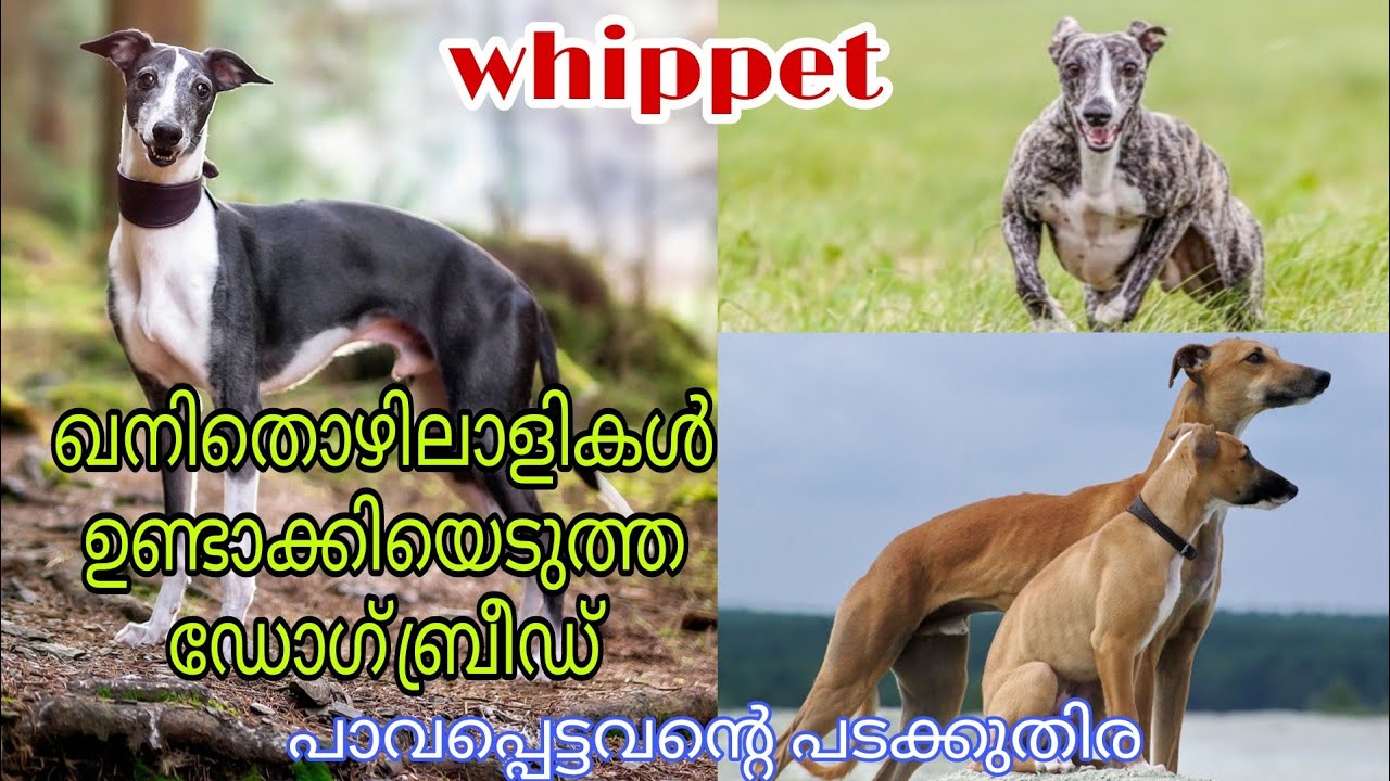 Whippet dog breed/ Malayalam/ Palakkadan Pets