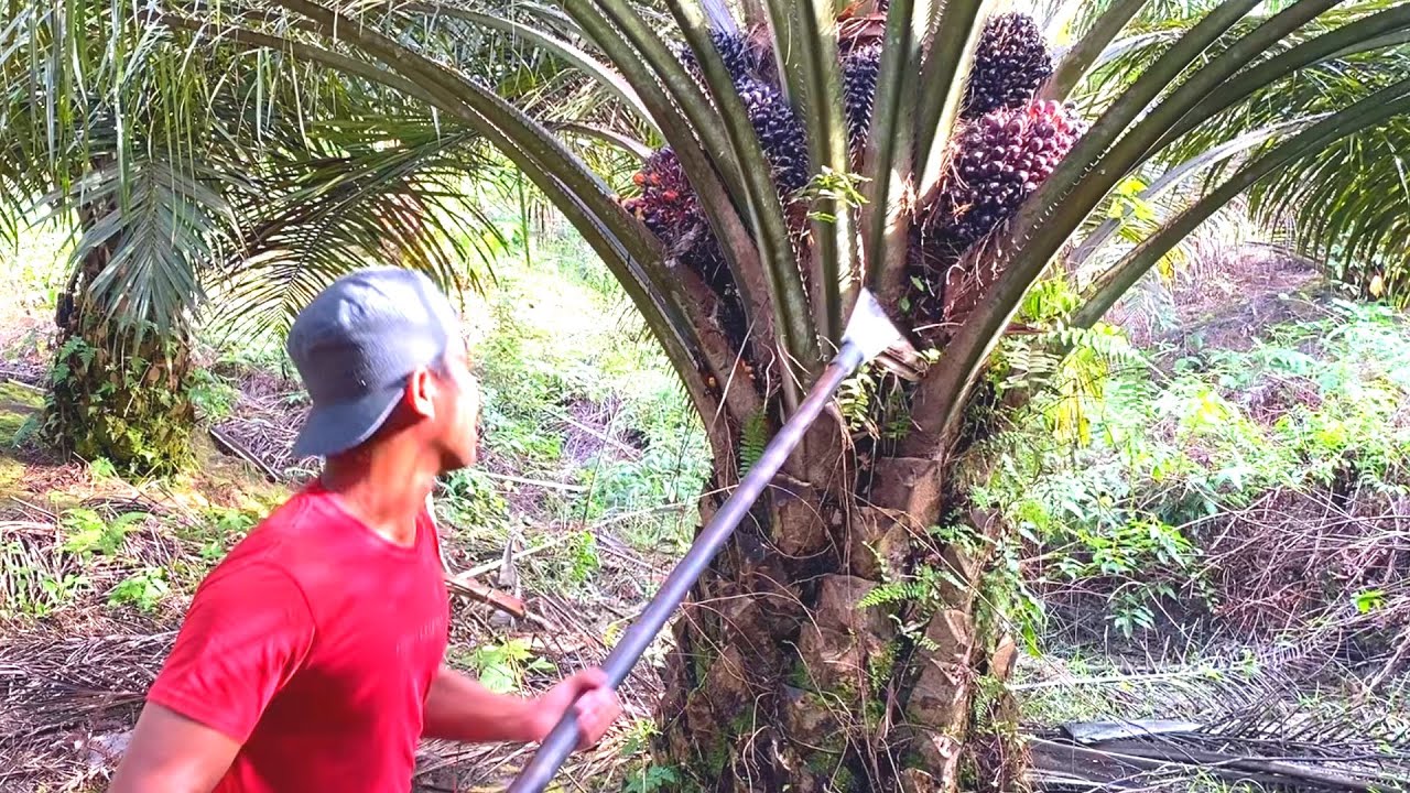 BUKAN SKILL DEWA.!! CARA CEPAT PANEN SAWIT TANPA TURUN PLEPAH