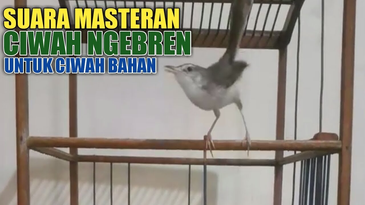 VIRAL !!! SUARA MASTERAN TERBARU CIWAH BREN HALILINTAR 2023