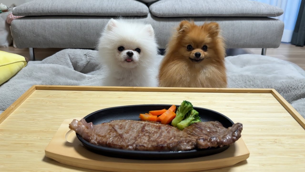初めてA5ランクのステーキあげたら、あまりの衝撃に感情が抑えられなくなるポメラニアン