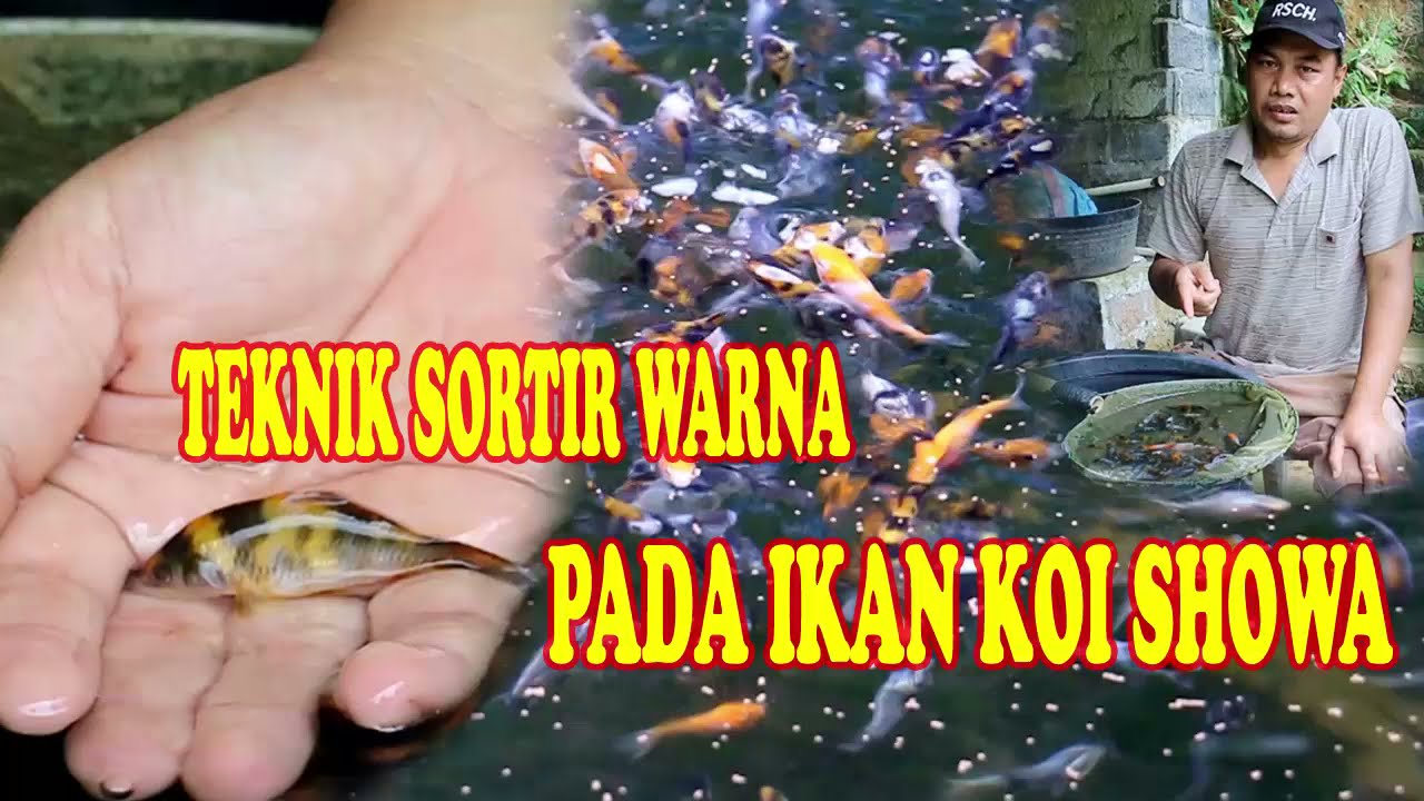 sortir warna pada ikan koi showa shiro