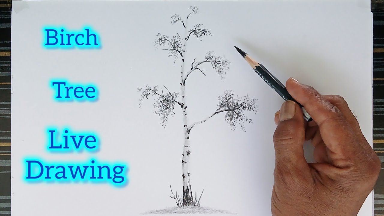 GP Like is live/ How to draw a birch tree with pencil step by step.