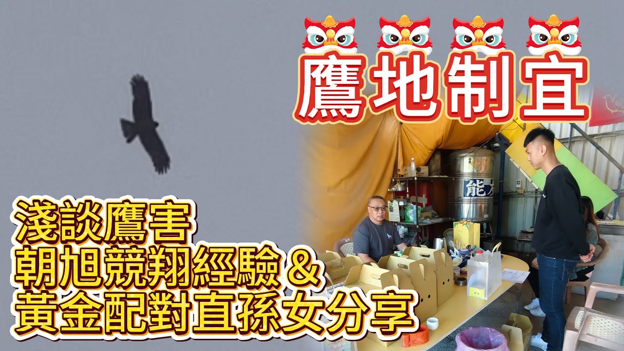 鷹地制宜～淺談賽鴿鷹害。朝旭競翔經驗＆黃金配對直孫女分享(已分享)！  #賽鴿 #強豪 #種鴿 #秘包 #黃金配對 #大斑金母 #飛戈 #養鴿 #南海賽鴿