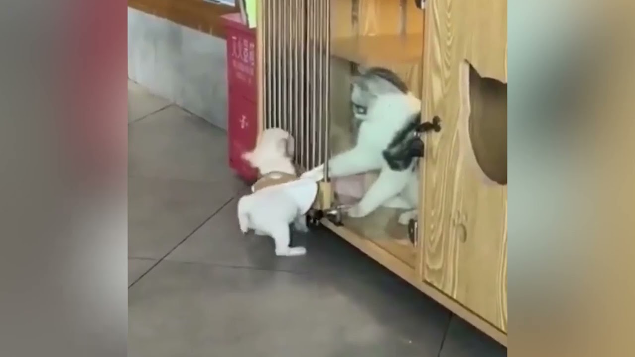 Funny animals dozing and dancing to refresh your soul