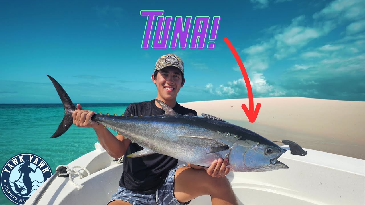 Guide: How to CATCH and COOK, MORETON BAY LONGTAIL TUNA
