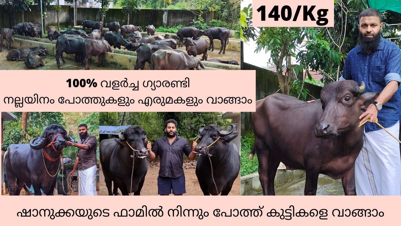 ഷാനുക്കയുടെ ഫാമിലെ പുതിയ പോത്തുകൾ|ഇനി നിങ്ങൾക്കും സദ്ധാമിനെ പോലുള്ള പോത്ത് കുട്ടികളെ വാങ്ങാം