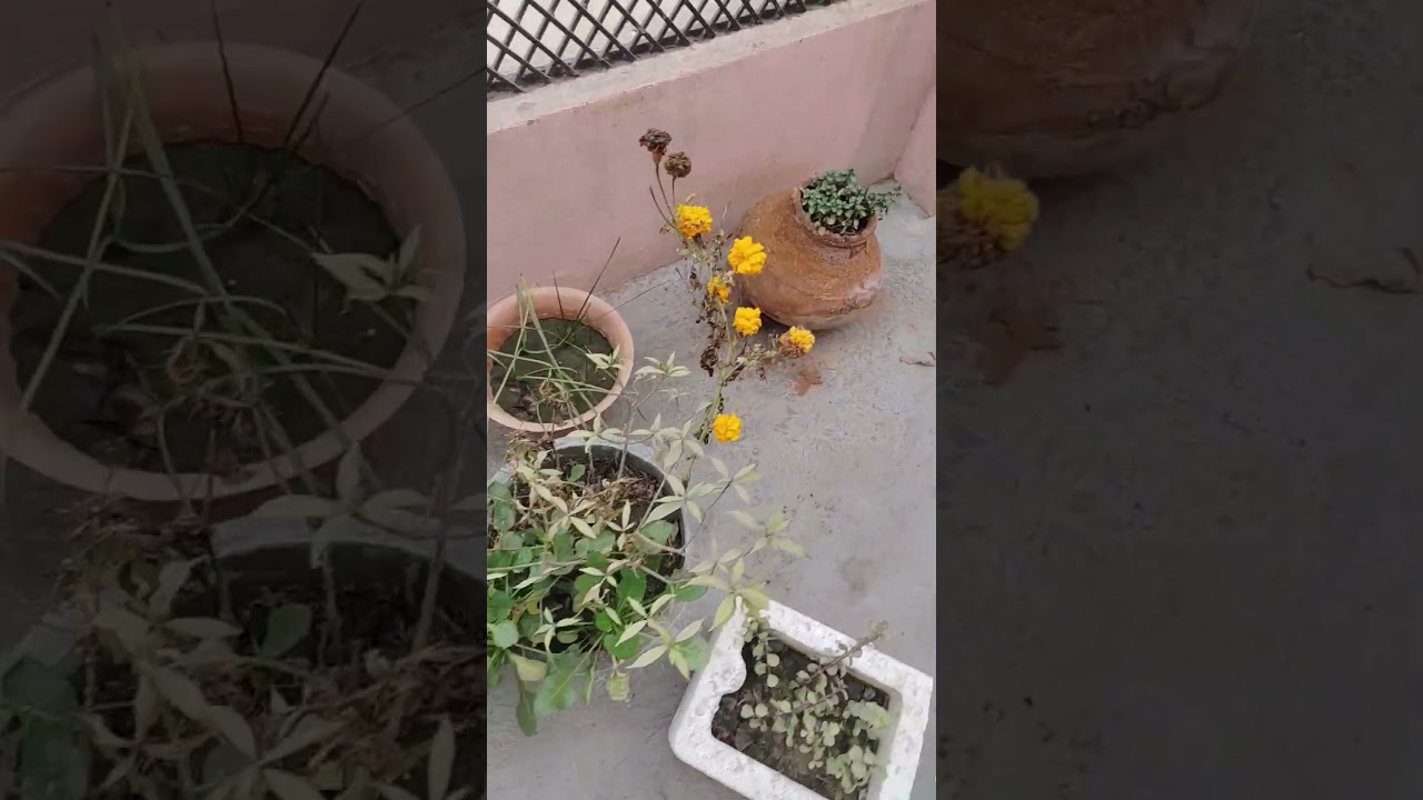 My house mini garden tour.