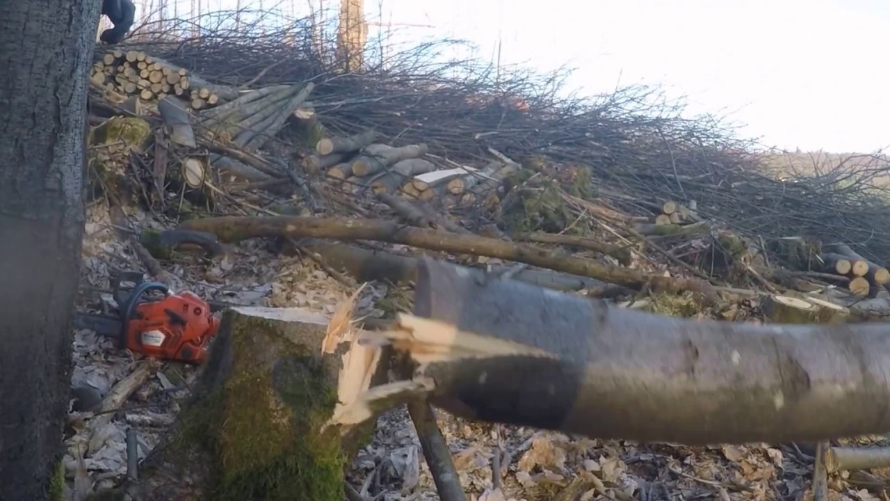 Coppicing Sweet Chestnut