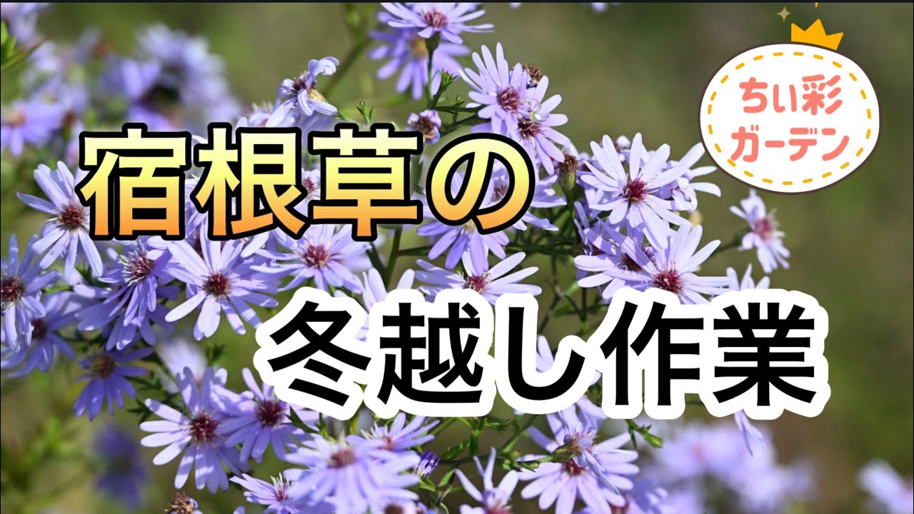 宿根草、生命力に驚愕／年末までに終わらせたかった冬の作業