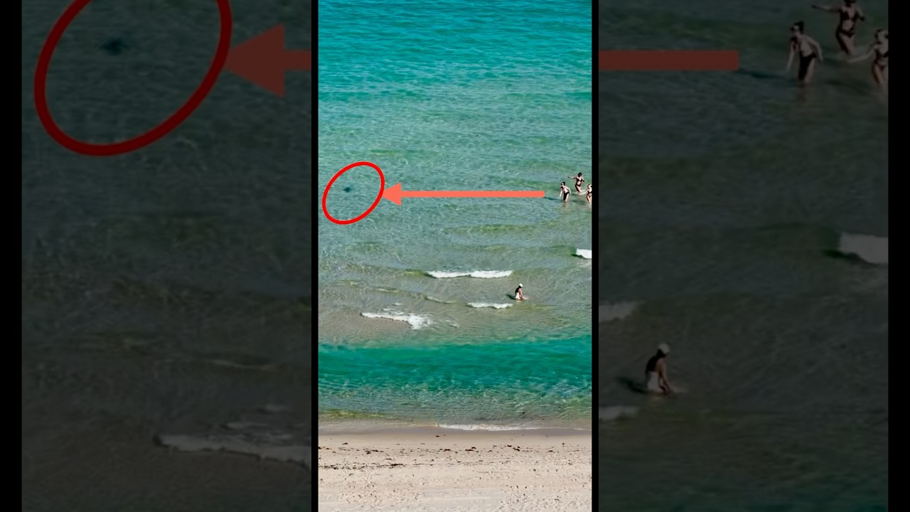 Just a typical day in Surfside/Miami Beach #shark