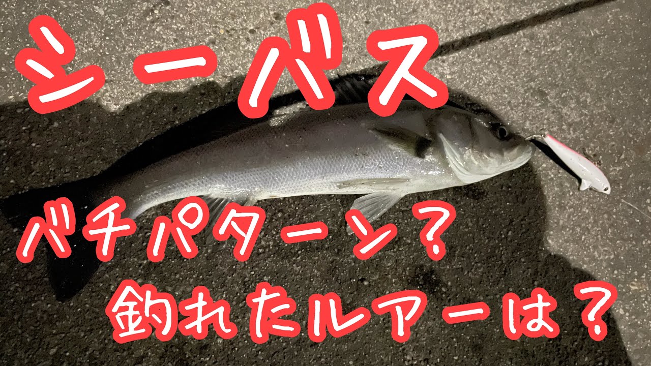 ［シーバス］衣浦港　2021.02.11