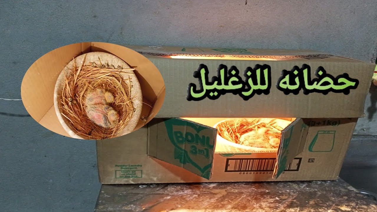 ازاي تعمل حضانه لزغليل الحمام بأقل التكلفة وأدوات مجوده في البيت مع اخوكم #mohammed romia