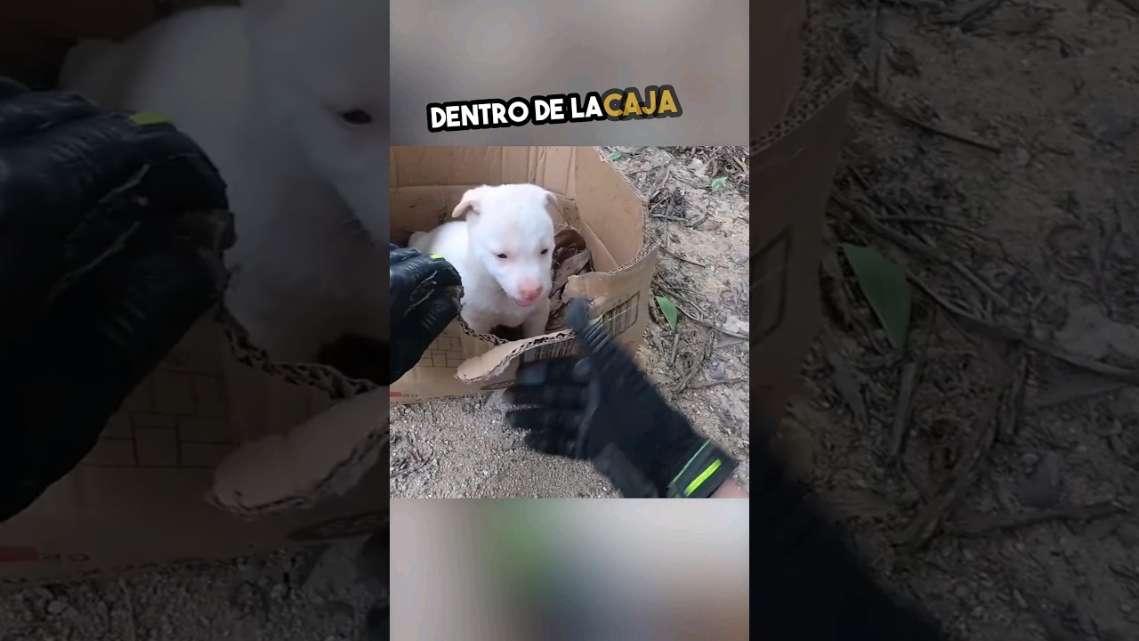 La Historia M&aacute;s Triste Que Ver&aacute;s Hoy&hellip; 💔🐾