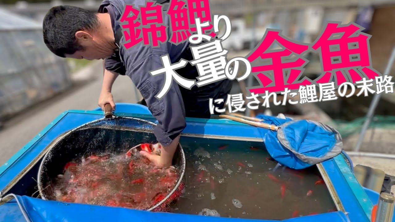 金魚を舐めてた池がヤバ過ぎた#錦鯉販売 #koifish #koi#庄内金魚