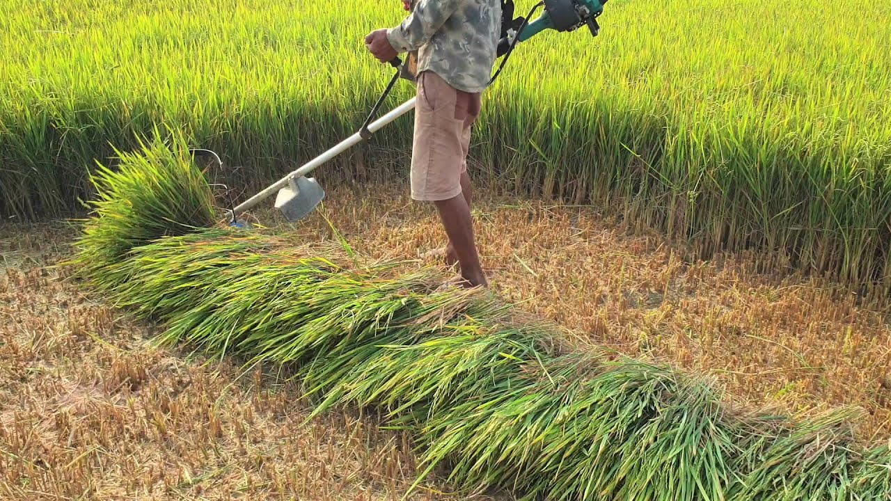 Mini Rice Cutter Machine - Cutting Rice With A Hand - Cut Machine Too Fast