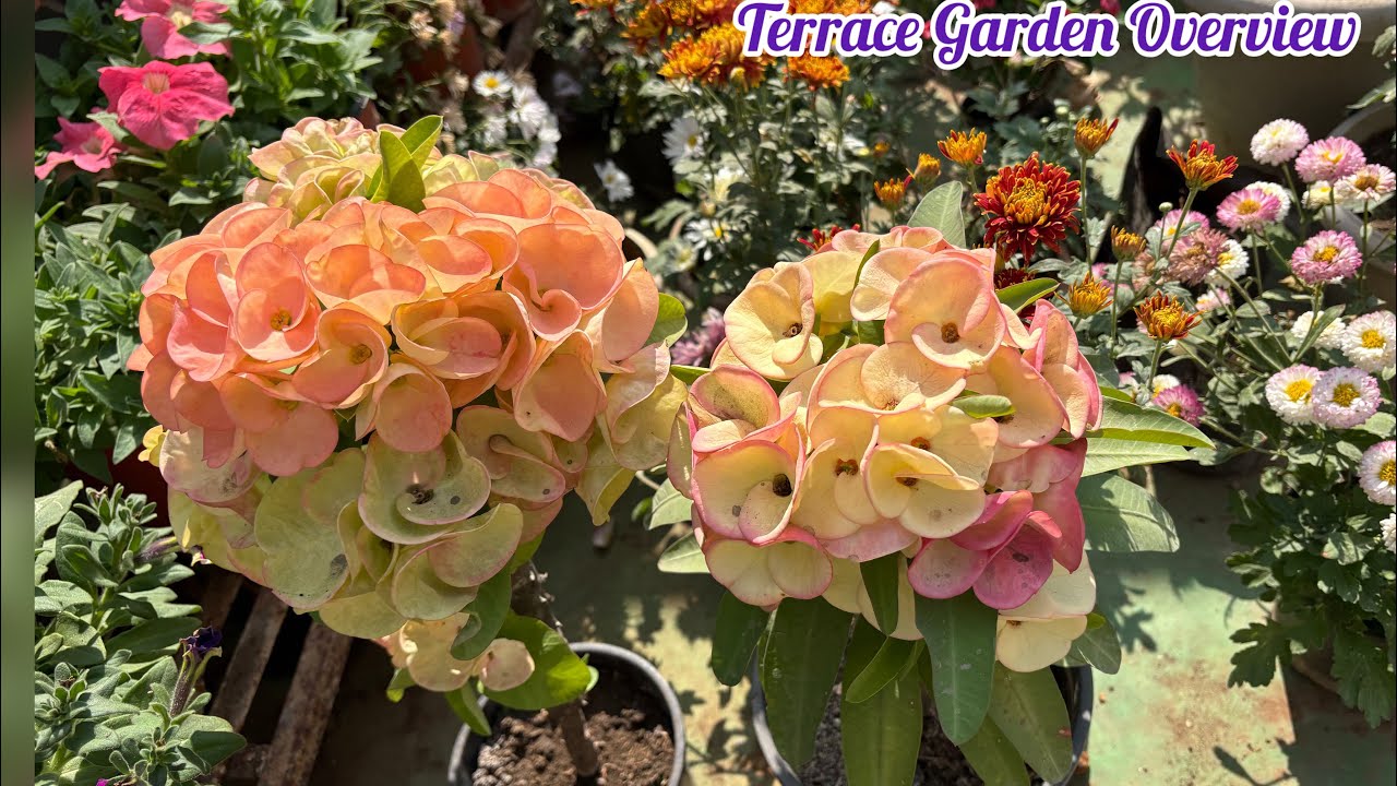 Terrace Garden Overview ♥️